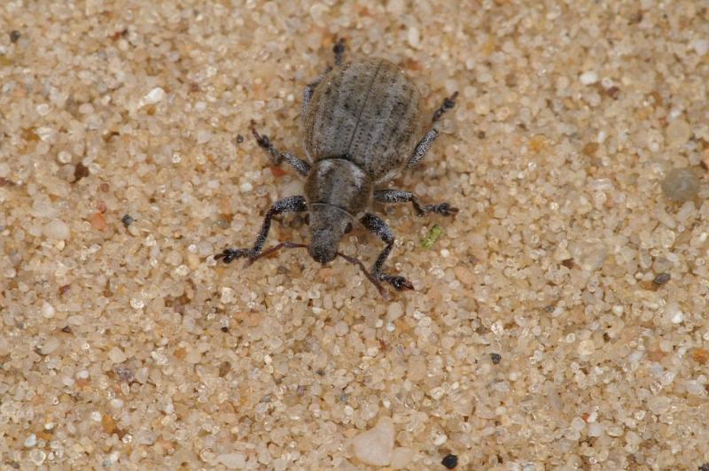 Apion_ZZXYX_D2969_Z_75_NP De Hoge Veluwe_Nederland.jpg